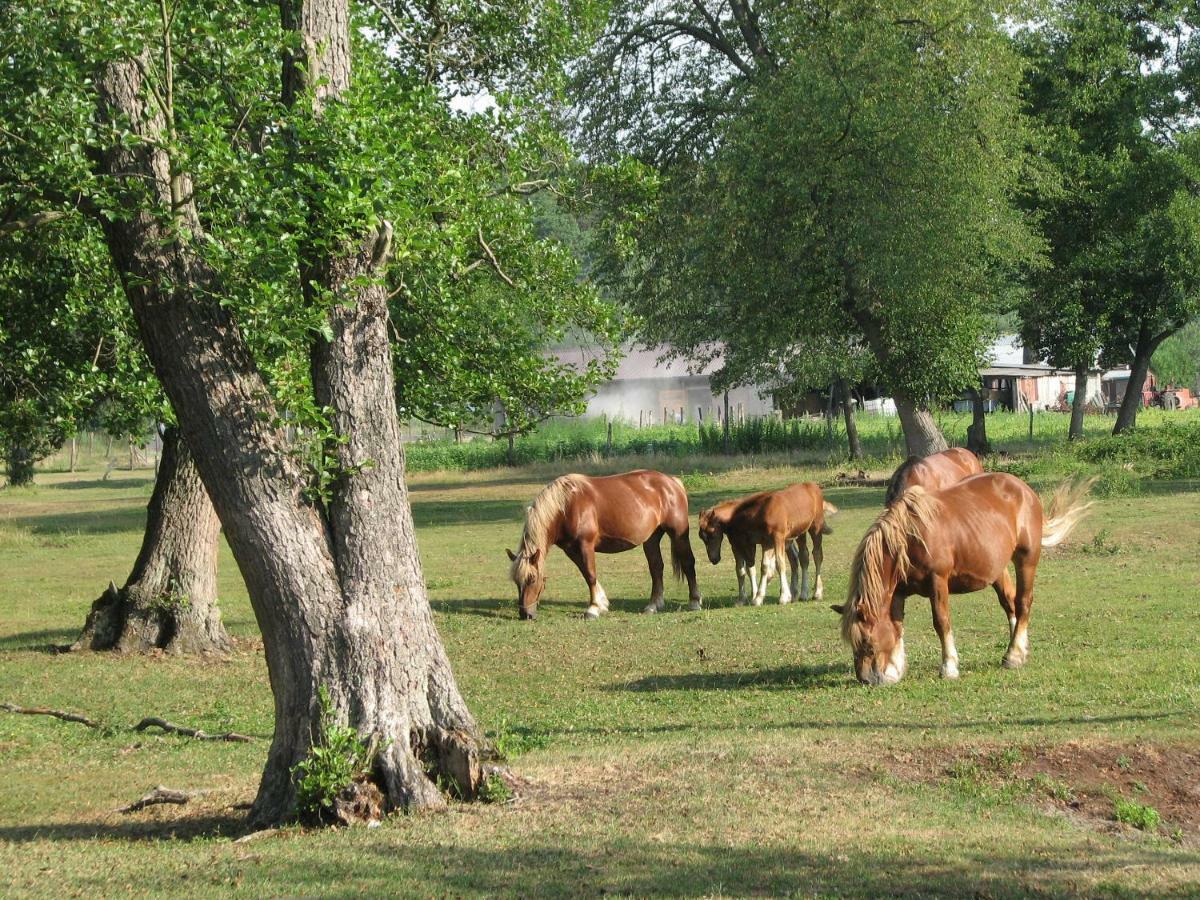 Strefa Kampinos Villa Brochów Dış mekan fotoğraf
