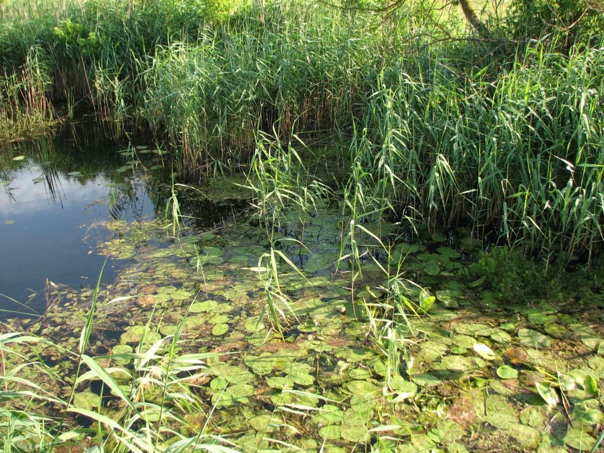 Strefa Kampinos Villa Brochów Dış mekan fotoğraf